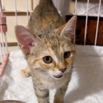 Domestic Short Hair Cats Available for Adoption in Boerne, Texas - May Flowers | PetCurious