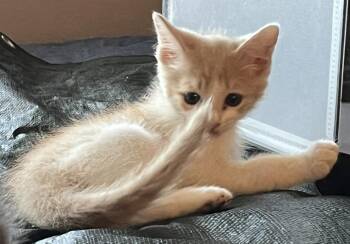 Jasper -  Domestic Short Hair Cat for Adoption in Huntington Beach, California - Jasper | PetCurious