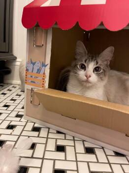 Mama ( Pretty Kitty) -  Domestic Medium Hair Cat for Adoption in Madison, Georgia - Mama ( Pretty Kitty) | PetCurious