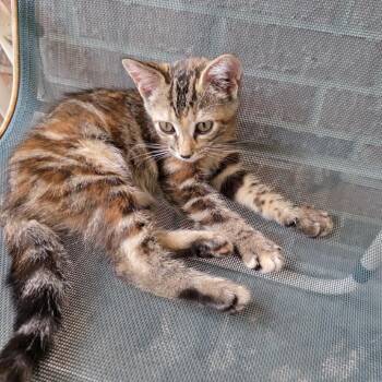 Lucky -  Domestic Short Hair Cat for Adoption in Missouri City, Texas - Lucky | PetCurious