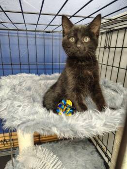Axle -  Domestic Short Hair Cat for Adoption in Logan, Utah - Axle | PetCurious