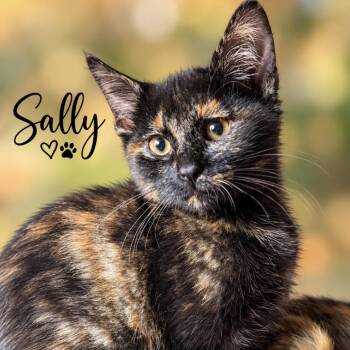 Sally (PM group) -  Domestic Medium Hair Cat for Adoption in Lancaster, Ohio - Sally (PM Group) | PetCurious
