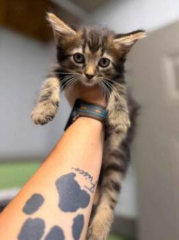 Amanda -  Domestic Medium Hair Cat for Adoption in Leitchfield, Kentucky - Amanda | PetCurious