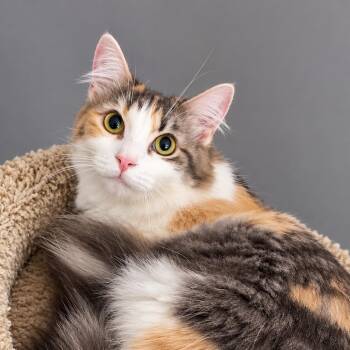 Vada -  Domestic Long Hair Cat for Adoption in Hamilton, Michigan - Vada | PetCurious