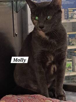 Rescue Dilute Tortoiseshell Cats for Adoption in Greenville, Delaware - Molly (FCID# 10/16/2025 - 58 Brandywine PS) | PetCurious