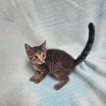 Mango -  Domestic Medium Hair Cat for Adoption in Sullivan, Indiana - Mango | PetCurious