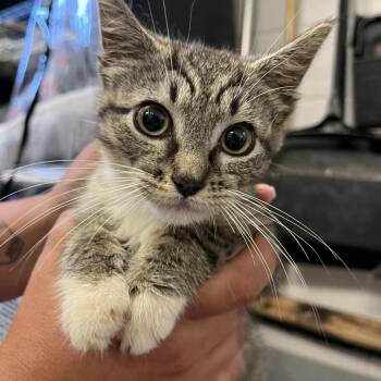 Savannah -  Domestic Short Hair Cat for Adoption in Spruce Pine, North Carolina - Savannah | PetCurious