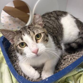 Swiss Roll -  Domestic Short Hair Cat for Adoption in Gainesville, Florida - Swiss Roll | PetCurious