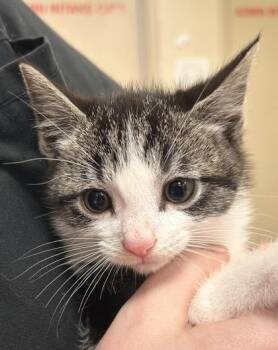 Justin -  Domestic Short Hair Cat for Adoption in Fishers, Indiana - Justin | PetCurious