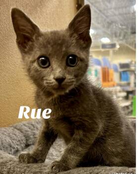 Rescue Domestic Short Hair Cats for Adoption in Owasso, Oklahoma - Rue | PetCurious