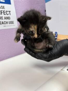 61324024 -  Domestic Short Hair Cat for Adoption in El Paso, Texas - 61324024 | PetCurious