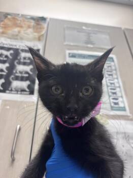 CHALLENGER -  Domestic Short Hair Cat for Adoption in Las Vegas, Nevada - CHALLENGER | PetCurious