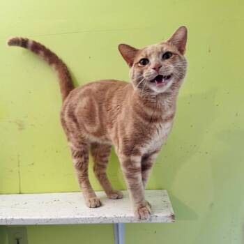 Polites -  Domestic Short Hair Cat for Adoption in Brownsboro, Alabama - Polites | PetCurious