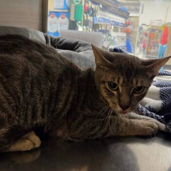 Possum -  Domestic Short Hair Cat for Adoption in Gonzales, Louisiana - Possum | PetCurious