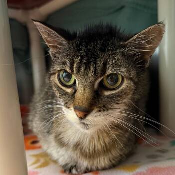 Lil Cat -  Domestic Short Hair Cat for Adoption in Fort Bragg, California - Lil Cat | PetCurious
