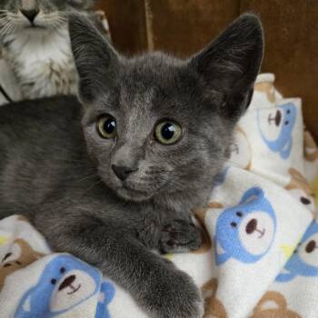 Wellsbury -  Domestic Short Hair Cat for Adoption in Bismarck, North Dakota - Wellsbury | PetCurious