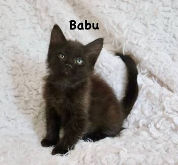 Babu -  Domestic Long Hair and Maine Coon Cat for Adoption in St. Augustine, Florida - Babu | PetCurious