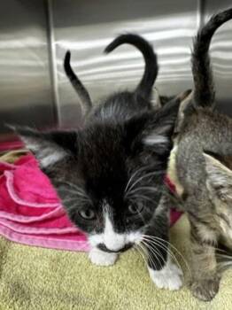 Acorn -  Domestic Short Hair Cat for Adoption in Westland, Michigan - Acorn | PetCurious
