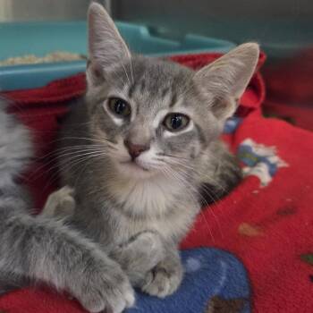 Tim -  Domestic Short Hair Cat for Adoption in Oak Brook, Illinois - Tim | PetCurious