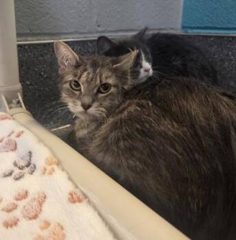 Domestic Short Hair Cats Available for Adoption in Lansing, Michigan - Graham | PetCurious