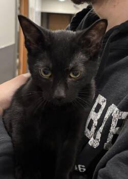 Enovy -  Domestic Short Hair Cat for Adoption in Raymond, Washington - Enovy | PetCurious