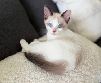 Snowshoe and Domestic Short Hair Cats Available for Adoption in Honolulu, Hawaii - Ronin | PetCurious