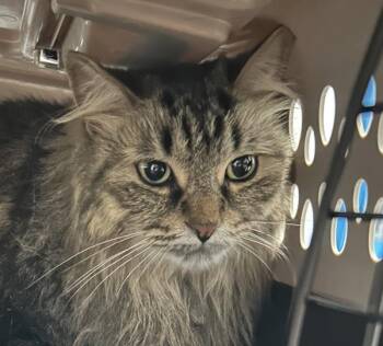 Lil -  Domestic Short Hair Cat for Adoption in Golden, Colorado - Lil | PetCurious
