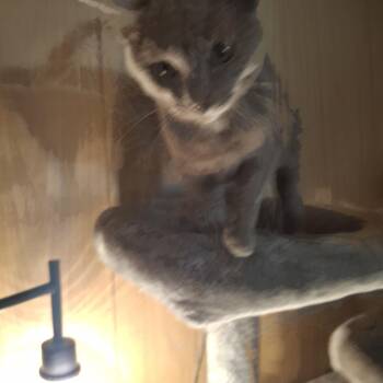 Rescue British Shorthair Cats for Adoption in Lawrenceville, Georgia - Gotti | PetCurious