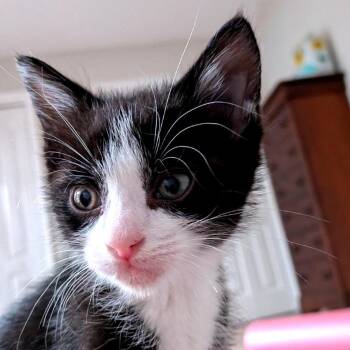 Aerosmith -  Domestic Short Hair Cat for Adoption in Brownsboro, Alabama - Aerosmith | PetCurious