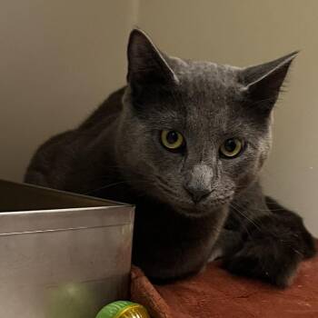 71194 -  Domestic Short Hair Cat Available for Adoption in Harrisonburg, Virginia - 71194 | PetCurious