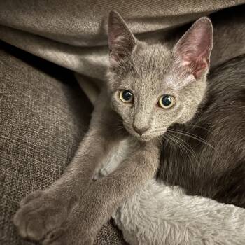 Charles -  Domestic Short Hair Cat for Adoption in Harrison, New York - Charles | PetCurious