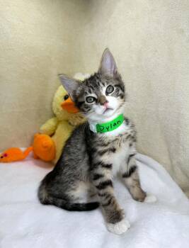 Dylan -  Tabby Cat Available for Adoption in Tavares, Florida - Dylan | PetCurious