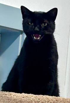Wesley -  Domestic Short Hair Cat for Adoption in South Kingstown, Rhode Island - Wesley | PetCurious