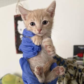 Edwin -  Domestic Short Hair Cat for Adoption in Lakewood, Colorado - Edwin | PetCurious