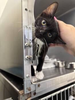 Franklin -  Domestic Short Hair Cat for Adoption in Hilton Head Island, South Carolina - Franklin | PetCurious