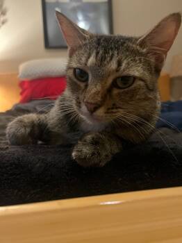 Rescue Domestic Short Hair Cats for Adoption in The Woodlands, Texas - Autumn | PetCurious