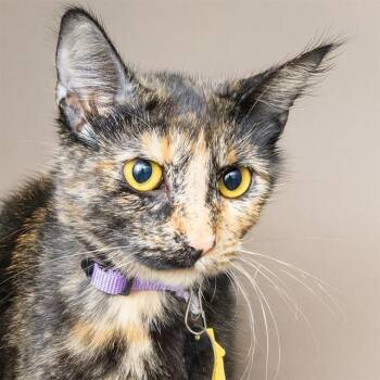 JANICE -  Domestic Short Hair Cat for Adoption in St. Louis, Missouri - JANICE | PetCurious