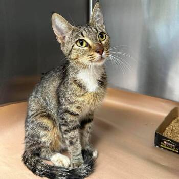 Ginny 26-06-109 -  Domestic Short Hair Cat for Adoption in Bastrop, Texas - Ginny 26-06-109 | PetCurious