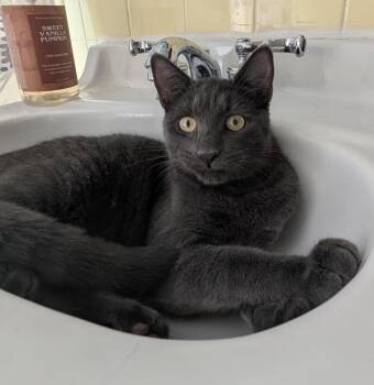 Grey -  Domestic Short Hair Cat for Adoption in Philadelphia, Pennsylvania - Grey | PetCurious