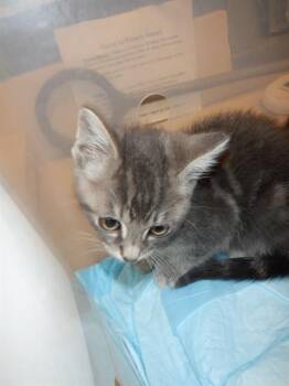Domestic Short Hair Cats Available for Adoption in San Jose, California - POPTART | PetCurious