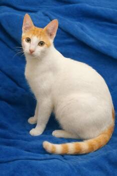 Turkish Van and Domestic Short Hair Cats Available for Adoption - Francois -   Available For Adoption Nationwide  | PetCurious