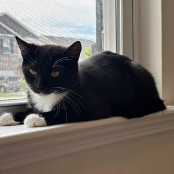 Lilac -  Domestic Short Hair Cat for Adoption in Chattanooga, Tennessee - Lilac | PetCurious