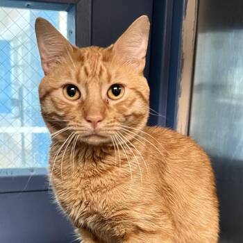 GARFIELD -  Domestic Short Hair Cat for Adoption in St. Louis, Missouri - GARFIELD | PetCurious