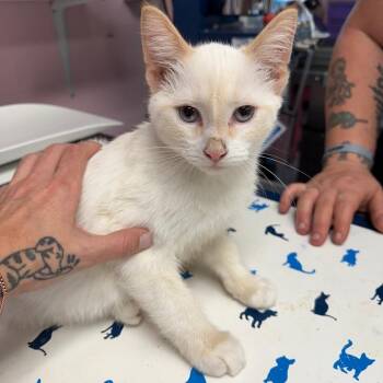 Domestic Short Hair and Siamese Cats Available for Adoption - Husky | PetCurious