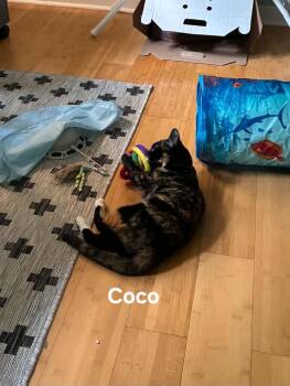 Coco -  Domestic Short Hair Cat for Adoption in Chicopee, Massachusetts - Coco | PetCurious