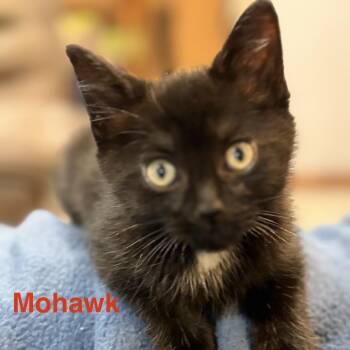 Mohawk -  Domestic Short Hair Cat for Adoption in Traverse City, Michigan - Mohawk | PetCurious