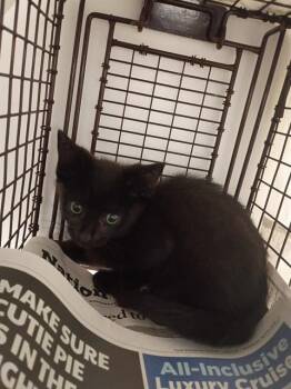 HARRISON -  Domestic Short Hair Cat for Adoption in Fort Lauderdale, Florida - HARRISON | PetCurious
