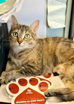 Domestic Short Hair Cats Available for Adoption - Ophelia / Hamlet | PetCurious