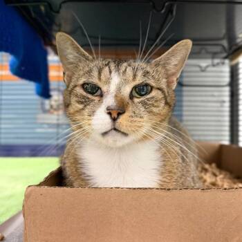 Pomegranate -  Domestic Short Hair Cat for Adoption in Marshall, Virginia - Pomegranate | PetCurious