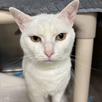 Lilly -  Domestic Short Hair Cat for Adoption in Galax, Virginia - Lilly | PetCurious
